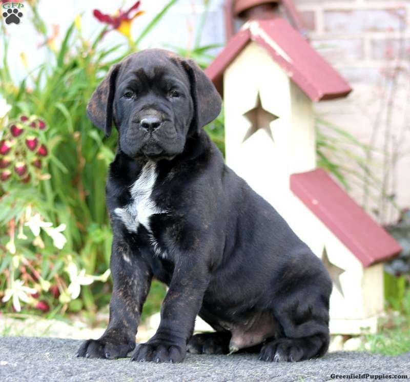 Cooper - Image 2