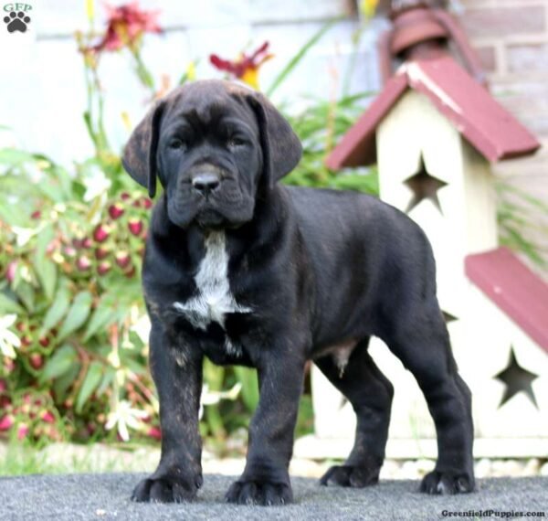 Cooper - Image 3