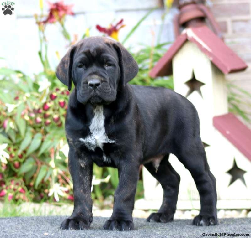 Cooper - Image 3