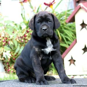 Cooper