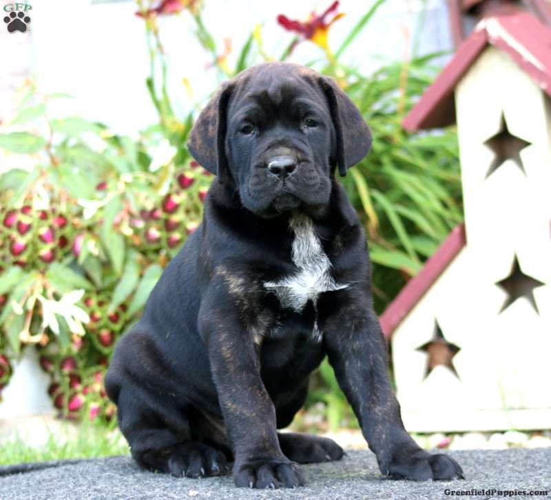 Cooper