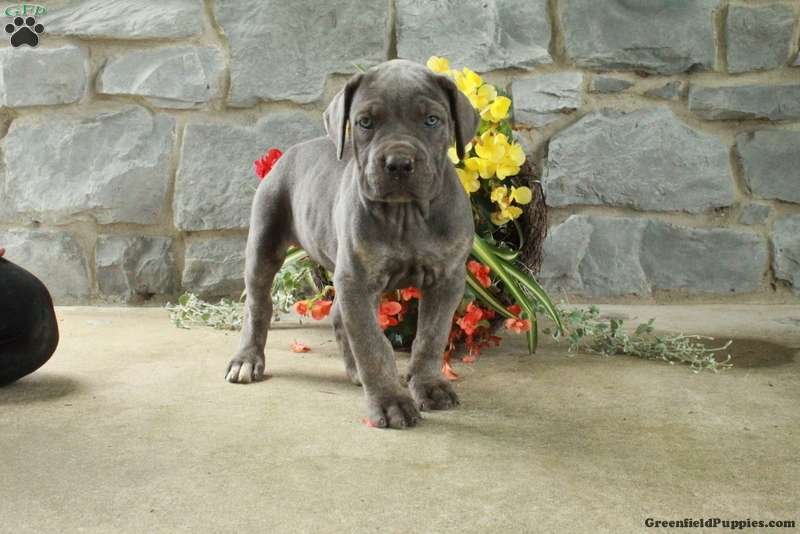 Dottie - Image 3