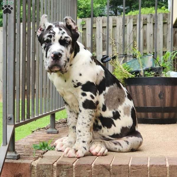 Camouflage