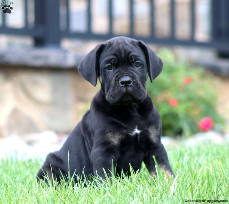 Max