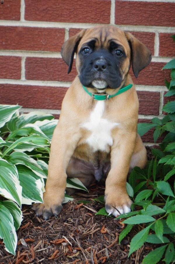 Moose