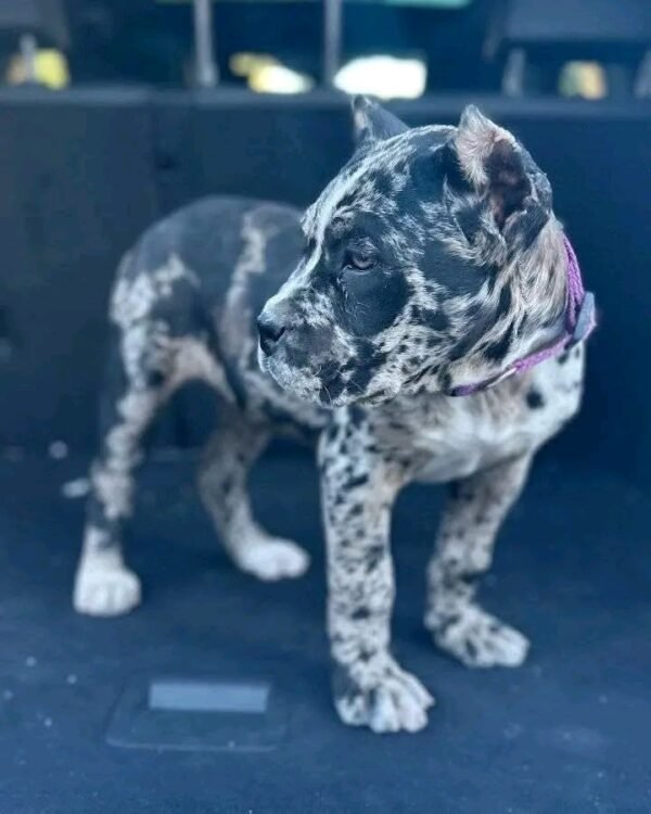 Benny - Image 3