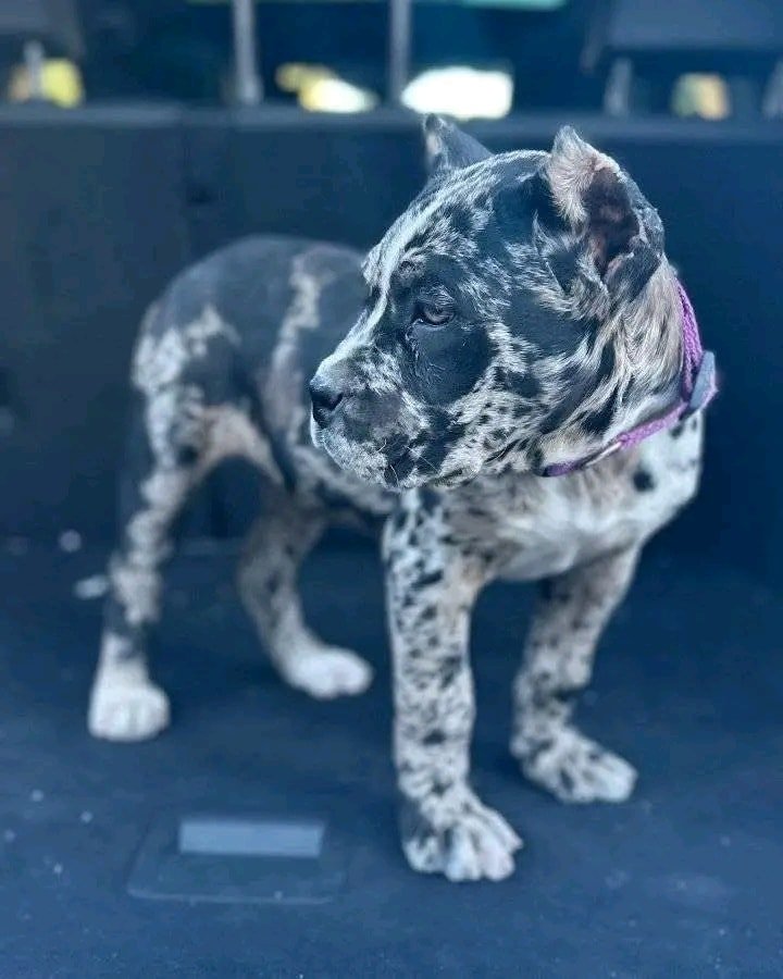 Benny - Image 3